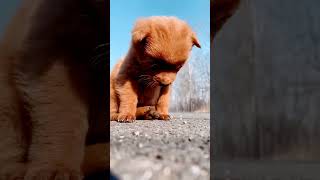 cute🥰Pappy🐶🐶 road side slipping goviralshorts [upl. by Ahsiram]