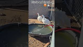 Frizzle and Frazzle 😍 🦢 🪽 ♥️ sebastopol sebastopolgeese geese fyp fypyoutube fyptiktok birds [upl. by Hollington617]