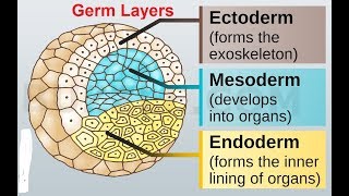 Gastrulation Germ Layer Derivatives 3rd week to 8th week of Development [upl. by Ayotahc]