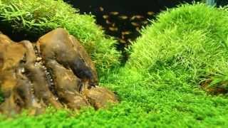 SuperWens 2012 Aquascape  quotPetrifiedquot [upl. by Nerradal]