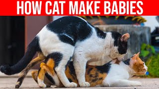 How Cat Make Babies Cat Mating All Cats [upl. by Ybot585]