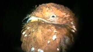 Rufous Potoo Brazil [upl. by Stiruc]