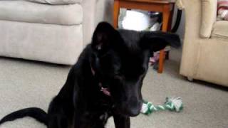 Border Collie Black Lab mix doing her tricks [upl. by Dorcus]