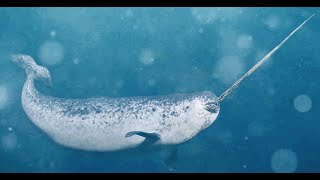 Narwhals Uncovered Top 10 Fascinating Facts narwal canada cold winter wildlife [upl. by Pierson388]