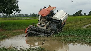 Kubota Combine Harvester DC70 Harvesting Rice and Crossing Canal [upl. by Wiltz]