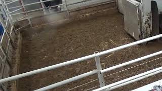 Gladstone Auction Mart Live Stream [upl. by Eyatnod]