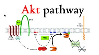 Akt pathway [upl. by Johiah]