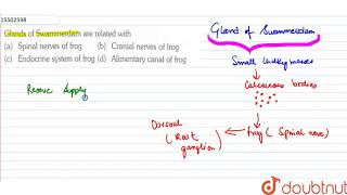 Glands of Swammerdam are related with [upl. by Hasty213]