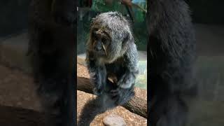 cute little pygmy marmoset  Cebuella pygmaea  in the Houston Zoo Texas USA animal monkey cute [upl. by Notsag]