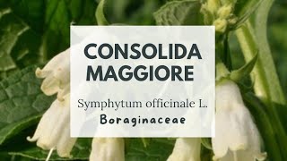 CONSOLIDA MAGGIORE  Symphytum officinale L  Boraginaceae  Blackwort  Bruisewort  Comfrey [upl. by Carilyn]