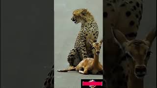 quotHeartPounding Moment Cheetah Catches Baby Deer in Incredible Huntquot [upl. by Ailedua]