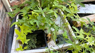 Growing Duckweed in your Backyard Pond [upl. by Emaj893]