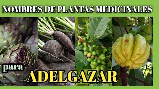 NOMBRES de PLANTAS MEDICINALES para ADELGAZAR 🌱 [upl. by Harlen]