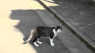 Alley Cat  野良猫 [upl. by Nance4]