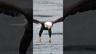 Eagle Action 2024 animals viralvideo shortfeed trendingshorts videos [upl. by Cynthie]