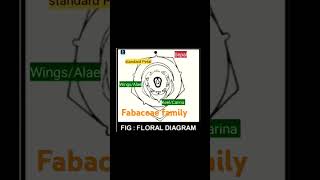 Floral diagram of Fabaceae family  fabaceae  Standard petal  wingsalae  KeelCarina [upl. by Mackenie]