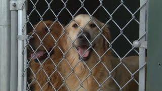 Lafayette Parish sees rise in animal hoarding cases [upl. by Ahsilam]