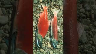 🐟☆³⁸ Sockeye Salmon Oncorhynchus nerka in Salmonid Family Salmonidae [upl. by Homerus]