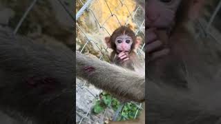 Zhuangzhuangs amazing animals on Douyin Wild animals close up Monkey [upl. by Polk123]