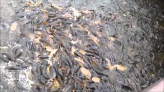 Feeding Carp at Pymatuning Spillway July 2014 [upl. by Ruella]