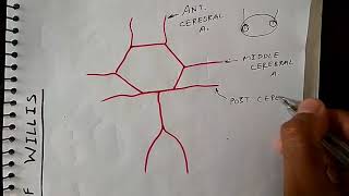 Circle of willis anatomy  Blood Supply of Brain  Neuroanatomy [upl. by Adniral38]