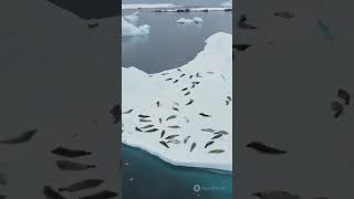 Antarctica part 2 youtubeshorts facts antarctica [upl. by Maryl]