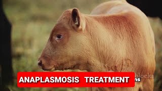 Anaplasmosis Disease in Cattle signs symptoms and treatment [upl. by Stutsman]