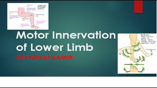 Nerve Supply of Lower Limb [upl. by Nylynnej]