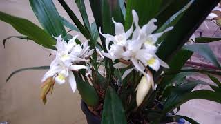 Coelogyne Unchained Melody [upl. by Hsirrehc]