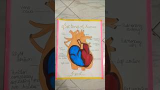 Sections of human heart diagram SA creation [upl. by Danuloff]