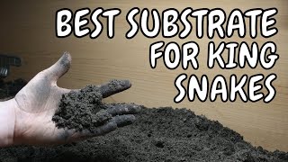 what Substrate is Best for King Snakes [upl. by Timotheus631]