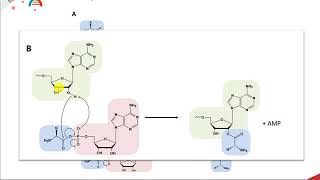 CH450 Chapter 113 AminoacyltRNA Synthetases [upl. by Placido]