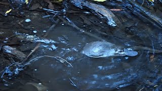 Platypus Ornithorhynchus anatinus feeding Mount Field National Park Tasmania Australia Septemb [upl. by Nahamas]