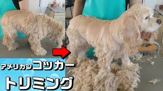 【トリミング】５倍速でわかる！アメリカン・コッカー・スパニエルのトリミング【９４時間目】  5XspeedTrimming for American Cocker Spaniel [upl. by Justino375]