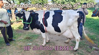 Best Hf Jersey Cow Market in Punganur going on Every Wednesday 6AM to 12PM [upl. by Hugh]