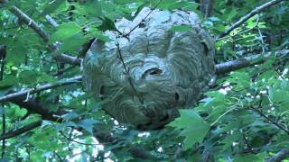 Bald Faced Hornet Nest  Timelapse [upl. by Emina]