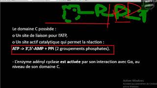 Ladenylate cyclase [upl. by Novek]