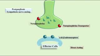 Mechanism of Action of Amphetamine Cocaine and Ephedrine [upl. by Mendelsohn920]