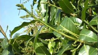 Mango Flowering Stages [upl. by Alessig]