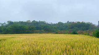 GOLDEN Moments of Serenity with Birds Singing [upl. by Llesig]