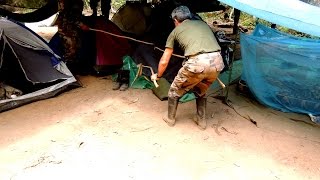 Un serpent venimeux sintroduit dans un campement en Amazonie A venomous snake enters in a tent [upl. by Vivianne]