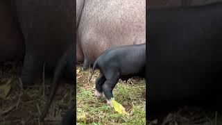 Day Old Meishan Piglets with mom Imperial Brick House pig animals farming [upl. by Elvira]