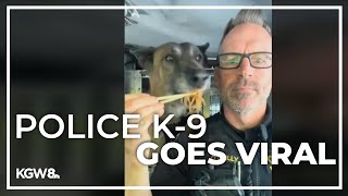 Washington County K9 named Radar becomes a social media star [upl. by Innor]