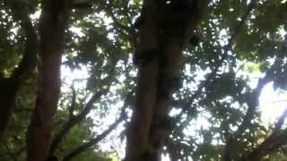 jaboticaba harvest in florida and how to eat a jaboticaba [upl. by Latreece]