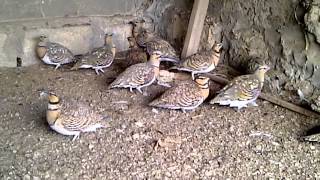 Pintailed Sandgrouse [upl. by Reginald]