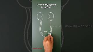 Urinary system drawing eassy trick nursingstudent madicalpreparation 💉🩺💊 [upl. by Airdnaxela]