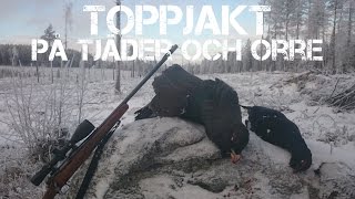 Toppjakt på tjäder och orre 2015  Capercallie and black grouse hunting in Sweden [upl. by Arndt]