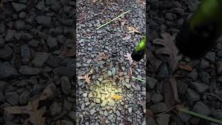 Streamlight Strion flashlight outdoors streamlight flashlight hunting [upl. by Wershba957]