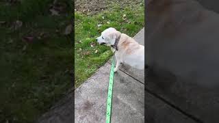 labradorretriever 14 year old yellow Labrador retriever Mulan exploring the grass during her walk [upl. by Ethelda]