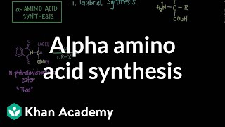 Alpha amino acid synthesis  Chemical processes  MCAT  Khan Academy [upl. by Delaine]